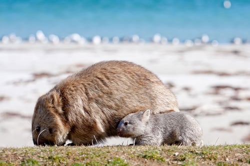 Mother and baby wombat by Ben Brown-1